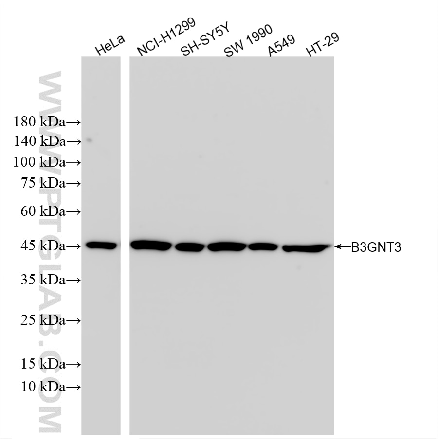 Western Blot (WB) analysis of various lysates using B3GNT3 Recombinant monoclonal antibody (85713-1-RR)
