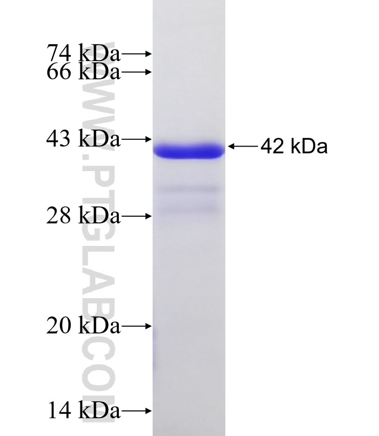 B3GNT3 fusion protein Ag12061 SDS-PAGE