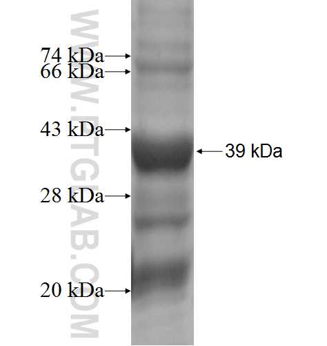B3GNT4 fusion protein Ag5050 SDS-PAGE