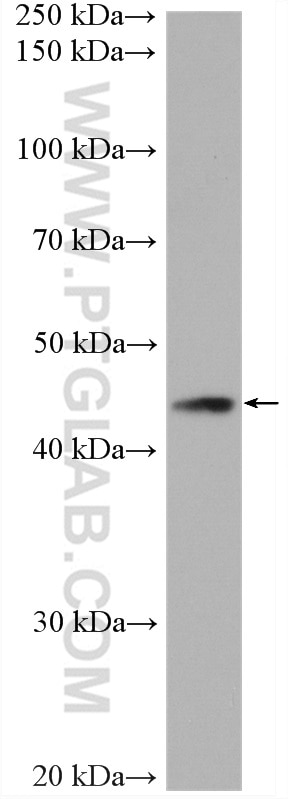 Western Blot (WB) analysis of mouse lung tissue using B3GNT5 Polyclonal antibody (20422-1-AP)