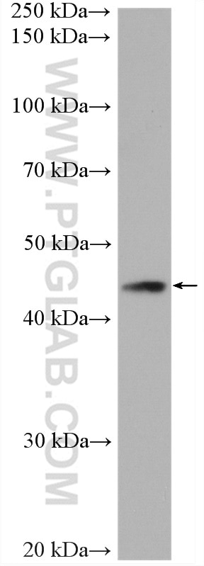 WB analysis of mouse lung using 20422-1-AP