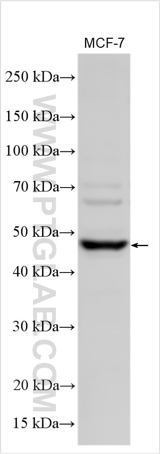 Western Blot (WB) analysis of various lysates using B3GNT5 Polyclonal antibody (20422-1-AP)