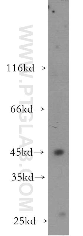 Western Blot (WB) analysis of mouse lung tissue using B3GNT5 Polyclonal antibody (20422-1-AP)