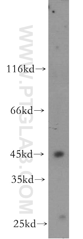 WB analysis of mouse lung using 20422-1-AP