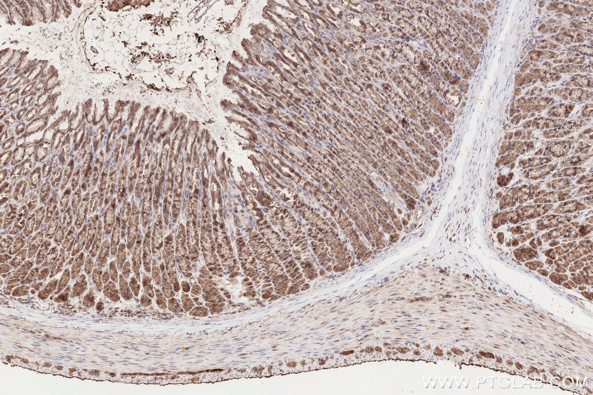 Immunohistochemistry (IHC) staining of rat stomach tissue using B3GNT7 Polyclonal antibody (22879-1-AP)