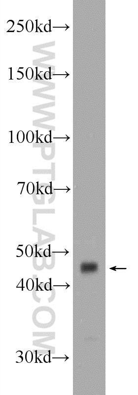 Western Blot (WB) analysis of COLO 320 cells using B3GNT7 Polyclonal antibody (22879-1-AP)
