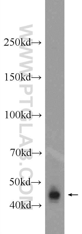 Western Blot (WB) analysis of mouse placenta tissue using B3GNT7 Polyclonal antibody (22879-1-AP)