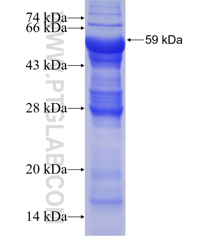 B4GALNT1 fusion protein Ag4065 SDS-PAGE