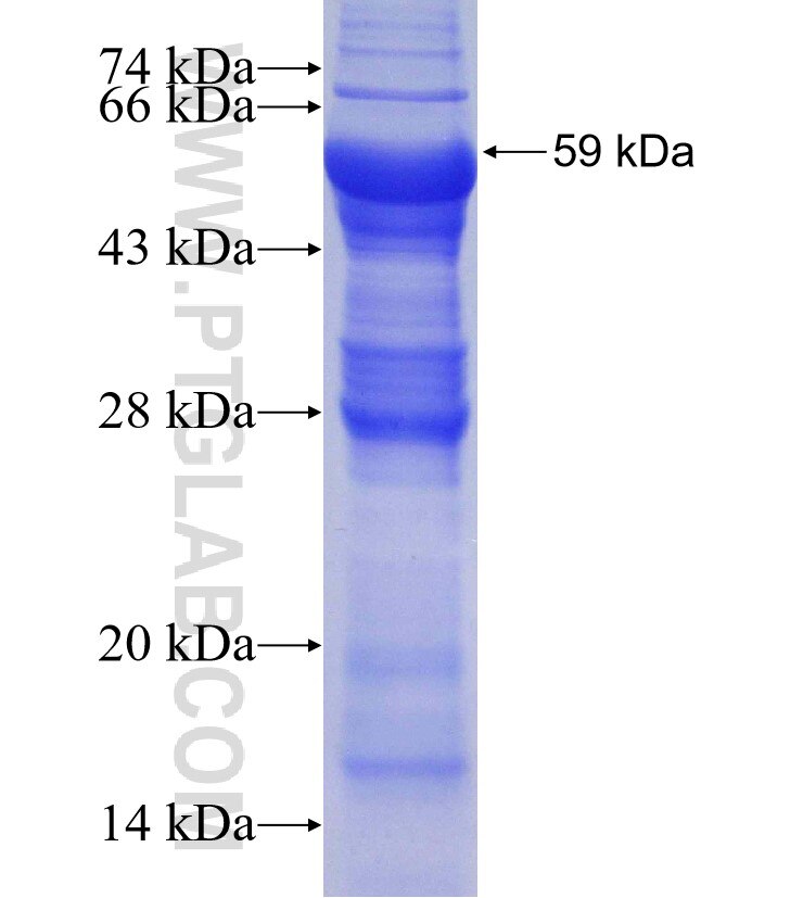 B4GALNT1 fusion protein Ag4065 SDS-PAGE