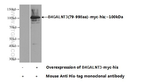 Western Blot (WB) analysis of Transfected HEK-293 cells using B4GALNT3 Polyclonal antibody (24675-1-AP)