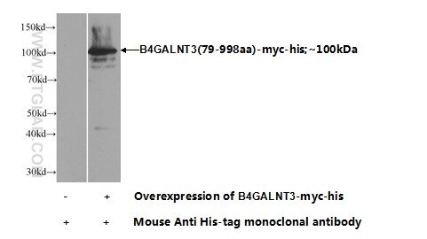 WB analysis of Transfected HEK-293 using 24675-1-AP