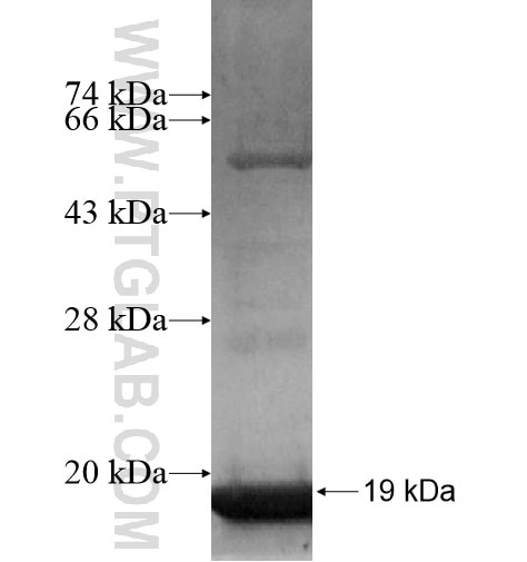 B4GALT2 fusion protein Ag14035 SDS-PAGE