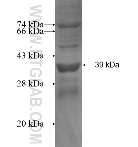 B4GALT2 fusion protein Ag14046 SDS-PAGE