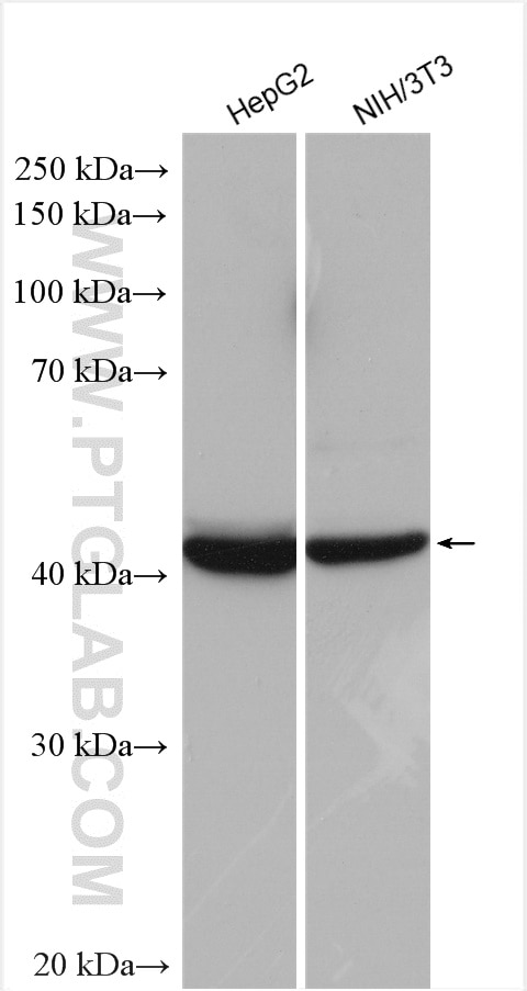 Western Blot (WB) analysis of various lysates using B4GALT3 Polyclonal antibody (11041-1-AP)