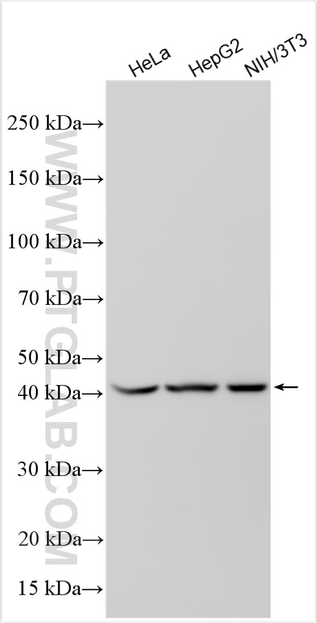 Western Blot (WB) analysis of various lysates using B4GALT3 Polyclonal antibody (11041-1-AP)