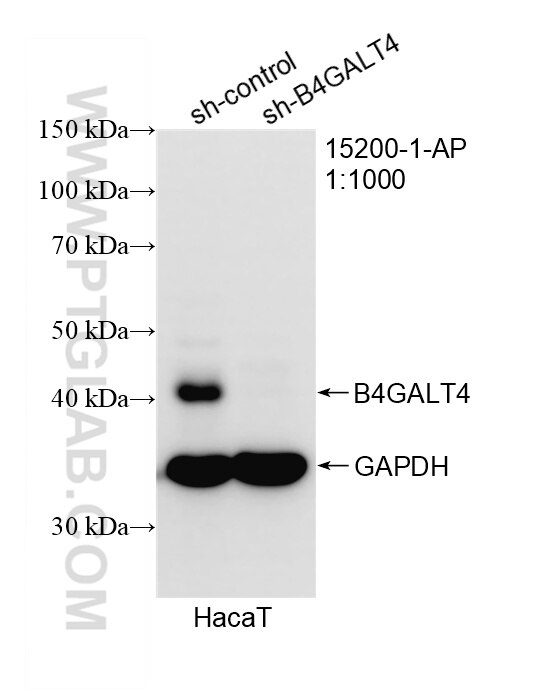 Western Blot (WB) analysis of HaCaT cells using B4GALT4 Polyclonal antibody (15200-1-AP)