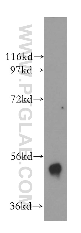 Western Blot (WB) analysis of mouse skeletal muscle tissue using B4GALT4 Polyclonal antibody (15200-1-AP)