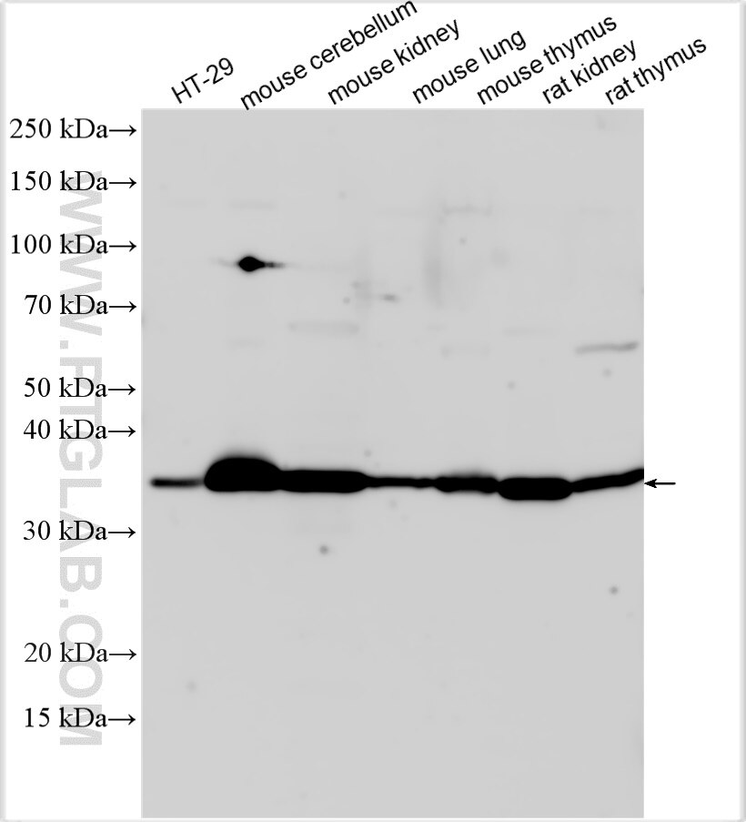 Western Blot (WB) analysis of various lysates using B4GALT4 Polyclonal antibody (30478-1-AP)
