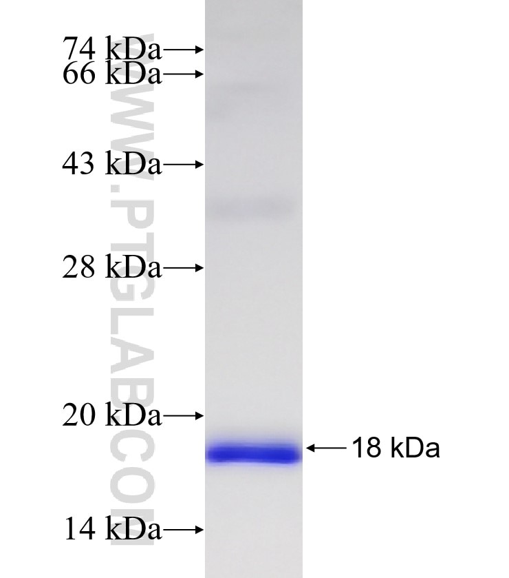 B4GALT4 fusion protein Ag32330 SDS-PAGE B4GALT4 fusion protein Ag32330 SDS-PAGE