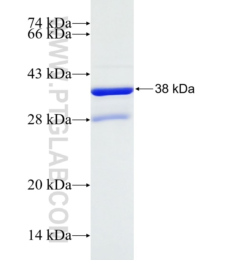 B4GALT4 fusion protein Ag32337 SDS-PAGE