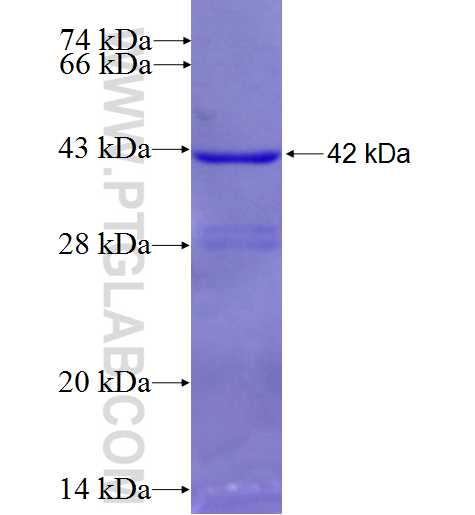 B4GALT4 fusion protein Ag7517 SDS-PAGE