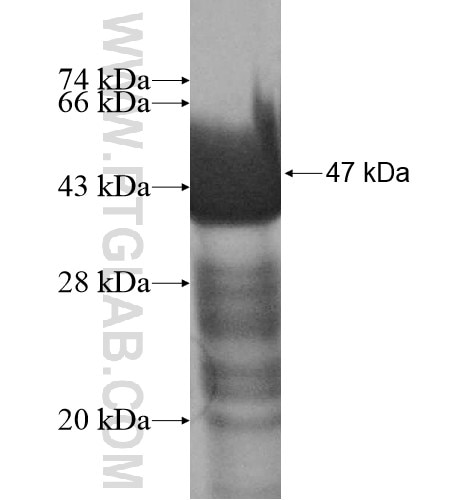 B4GALT5 fusion protein Ag12252 SDS-PAGE