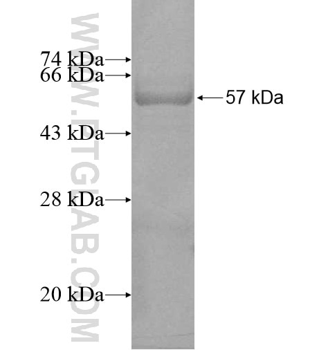 B4GALT5 fusion protein Ag12267 SDS-PAGE
