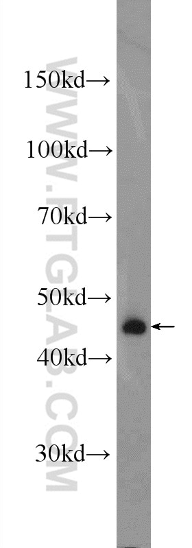Western Blot (WB) analysis of mouse heart tissue using B4GALT6 Polyclonal antibody (20148-1-AP)