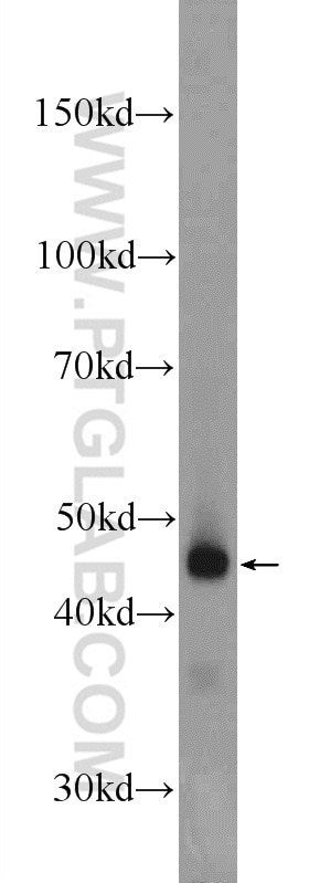 Western Blot (WB) analysis of mouse kidney tissue using B4GALT6 Polyclonal antibody (20148-1-AP)