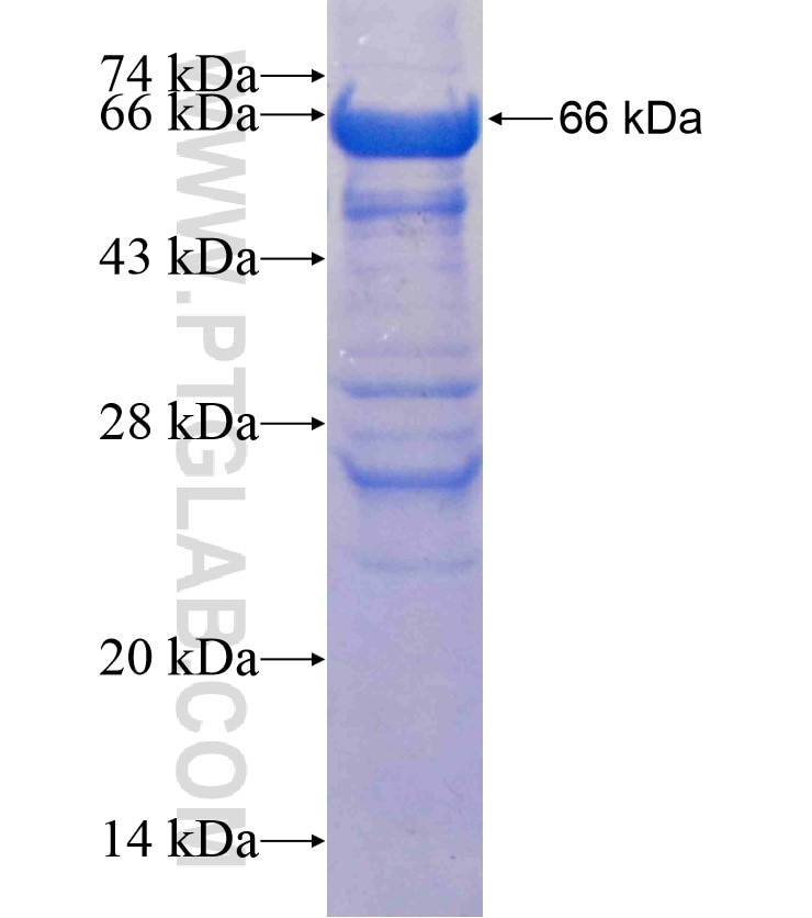 B4GALT6 fusion protein Ag13686 SDS-PAGE