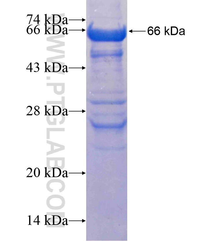 B4GALT6 fusion protein Ag13686 SDS-PAGE