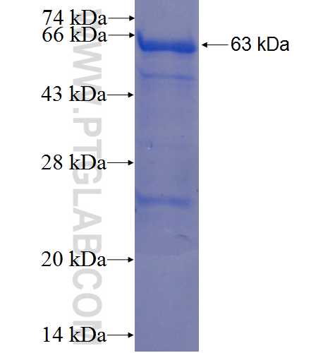 B4GALT7 fusion protein Ag0793 SDS-PAGE