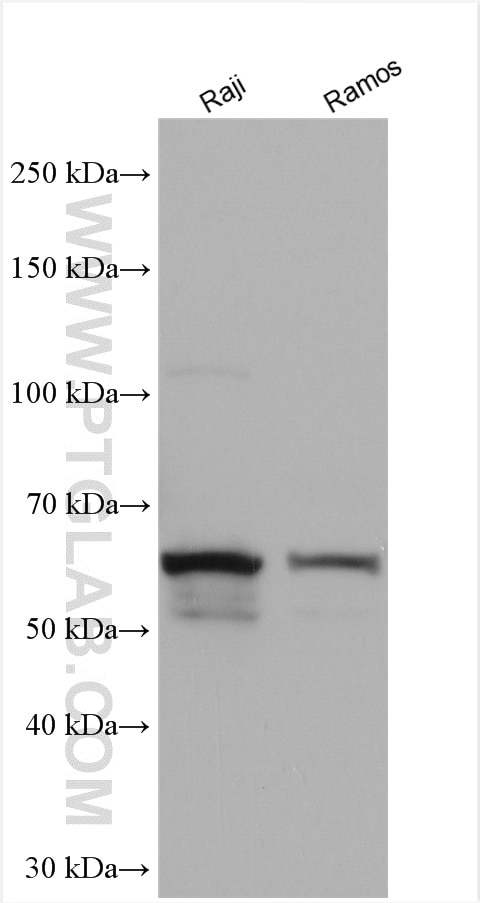Western Blot (WB) analysis of various lysates using CD80/B7-1 Polyclonal antibody (14292-1-AP)