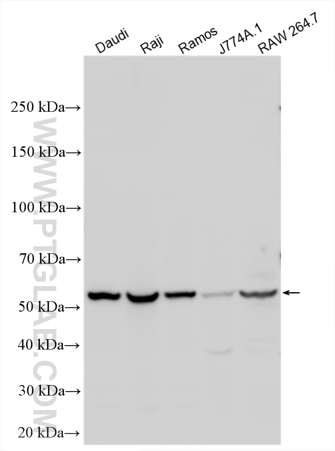 Western Blot (WB) analysis of various lysates using CD80 Polyclonal antibody (14292-1-AP)