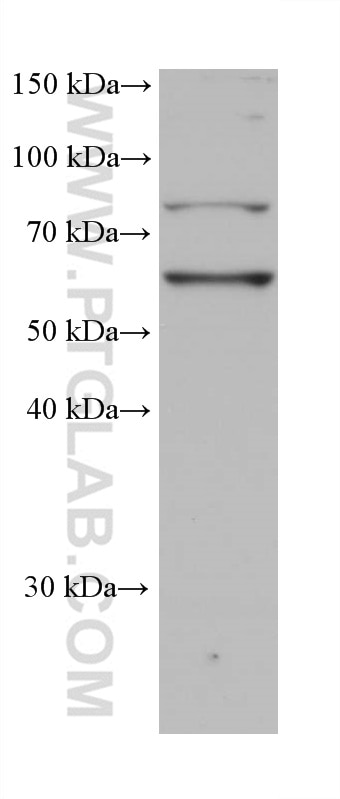 Western Blot (WB) analysis of DC2.4 cells using CD80/B7-1 Monoclonal antibody (66406-1-Ig)