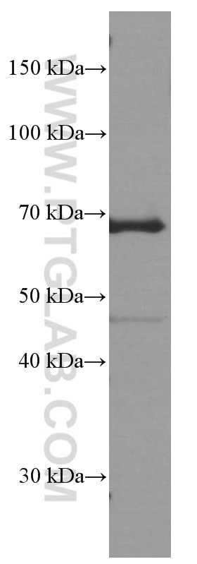 Western Blot (WB) analysis of Raji cells using CD80/B7-1 Monoclonal antibody (66406-1-Ig)