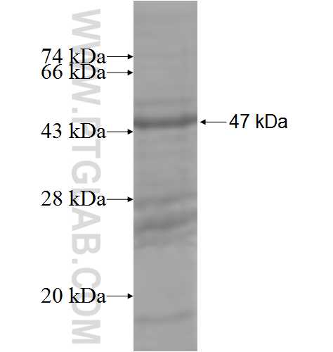 B7-1 fusion protein Ag5615 SDS-PAGE