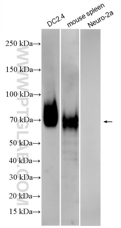 Western Blot (WB) analysis of various lysates using B7-2/CD86 Recombinant monoclonal antibody (83213-10-RR)