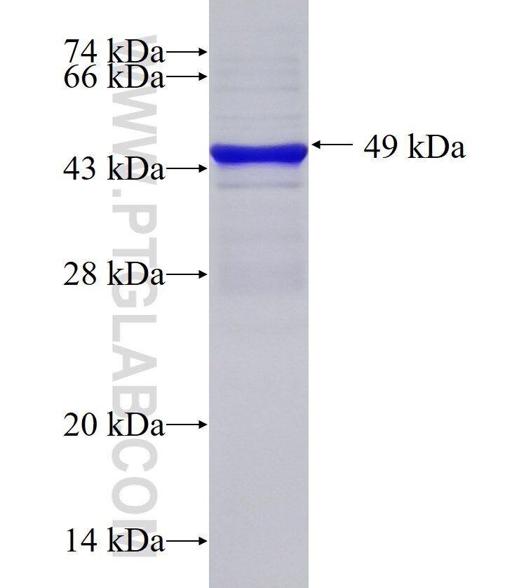 Cd86 fusion protein Ag33514 SDS-PAGE