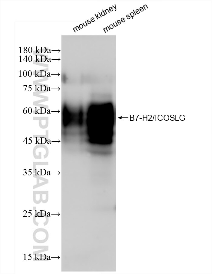 Western Blot (WB) analysis of various lysates using ICOSLG/B7-H2/CD275 Recombinant antibody (83375-2-RR)