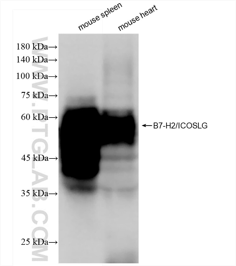 Western Blot (WB) analysis of various lysates using ICOSLG/B7-H2/CD275 Recombinant antibody (83375-2-RR)