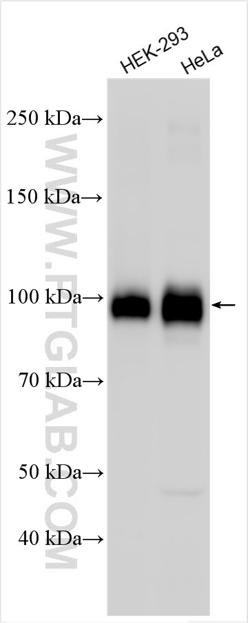 B7-H3/CD276