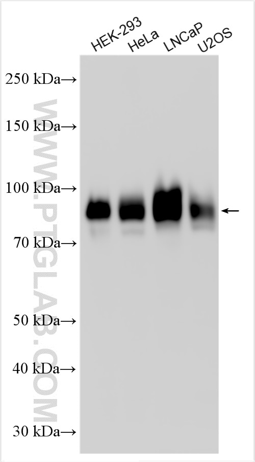 Western Blot (WB) analysis of various lysates using B7-H3 Polyclonal antibody (30052-1-AP)