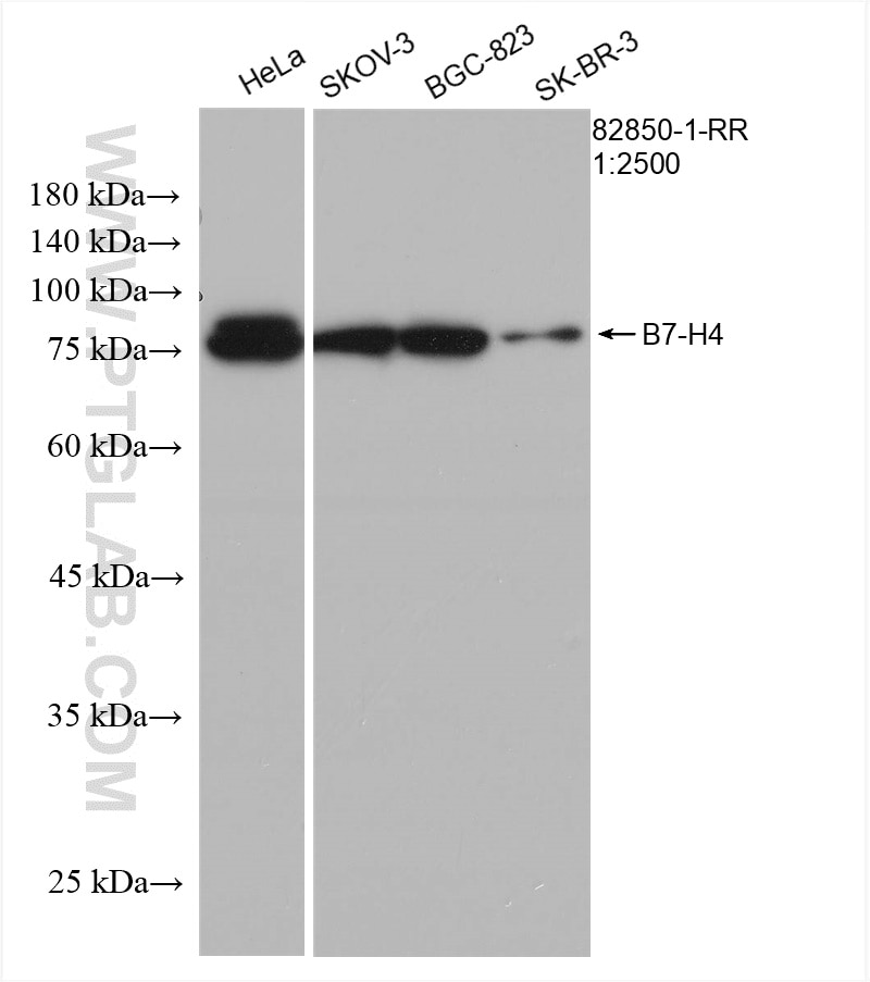 Western Blot (WB) analysis of various lysates using B7‑H4 Recombinant antibody (82850-1-RR)