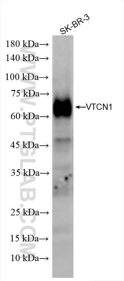 Western Blot (WB) analysis of SK-BR-3 cells using B7-H4 Recombinant antibody (82850-6-RR)