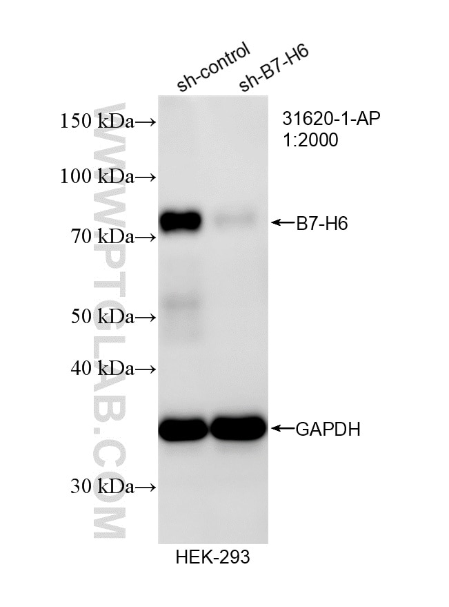 Western Blot (WB) analysis of HEK-293 cells using B7-H6 Polyclonal antibody (31620-1-AP)