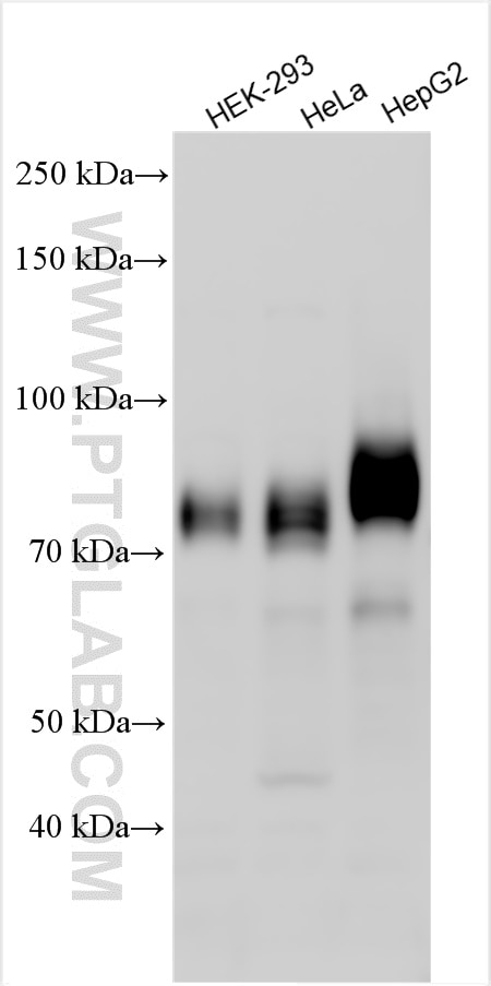Western Blot (WB) analysis of various lysates using B7H6 Polyclonal antibody (27428-1-AP)