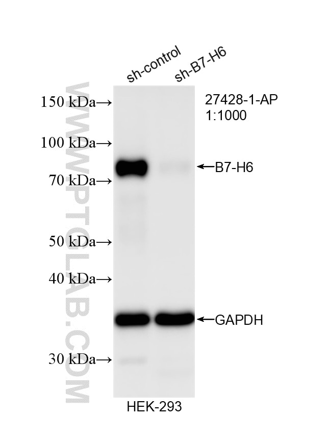 Western Blot (WB) analysis of HEK-293 cells using B7-H6 Polyclonal antibody (27428-1-AP)