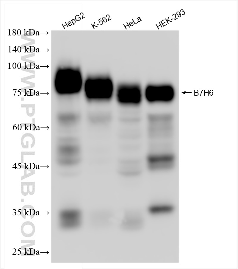 Western Blot (WB) analysis of various lysates using B7H6 Recombinant antibody (83908-3-RR)
