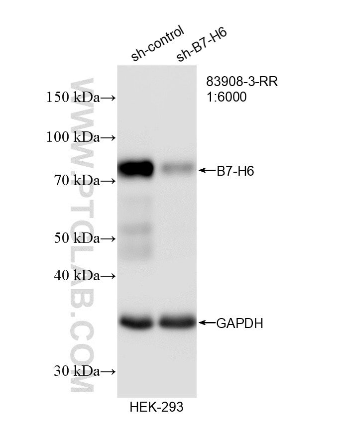 Western Blot (WB) analysis of HEK-293 cells using B7-H6 Recombinant antibody (83908-3-RR)